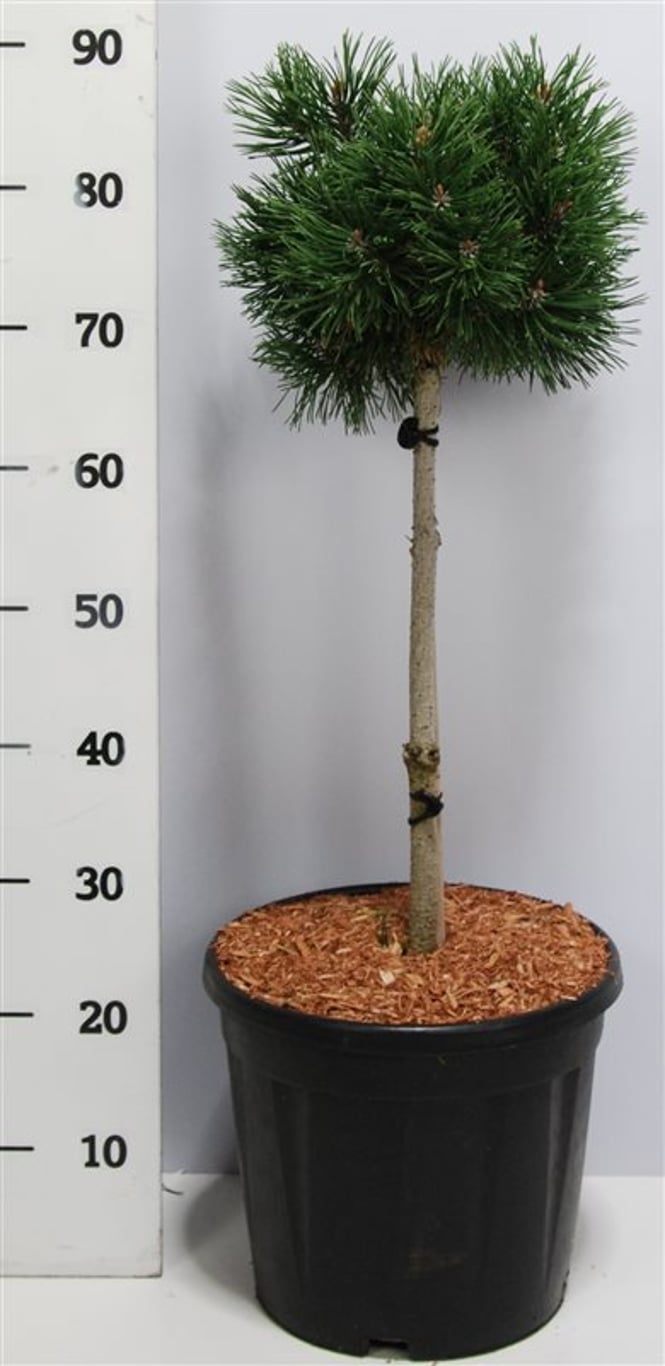 Pinus mugo 'Mops' - 40 CM Stem C12